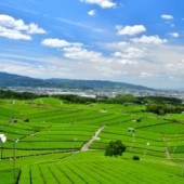 Thành phố Yame: nơi những đồi trà xanh trải dài tận chân trời